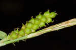 Limestone meadow sedge